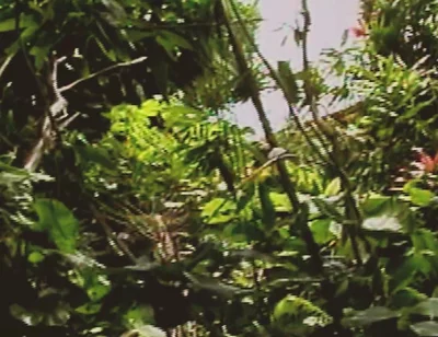 Gay Island Scene-2_two Muscular Gay Men Fucking Hard in the Jungle