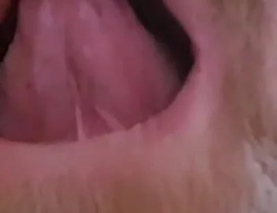 Mature Chubby Bear Toothless. Watch Inside My Toothless Mouth and Meet My Tongue - Mouth Fetish