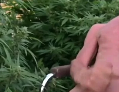 Cumshot Outdoors