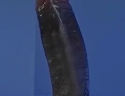 Sucking a Huge Black Cock in a Glory Hole