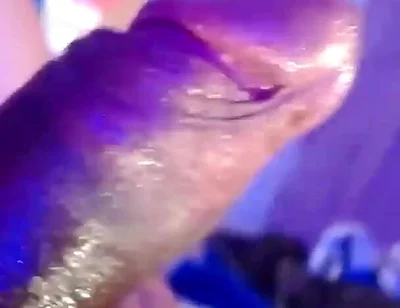 Hot Hairy Man Masturbating and Moaning