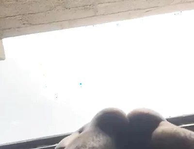 Doggy Bareback Below View
