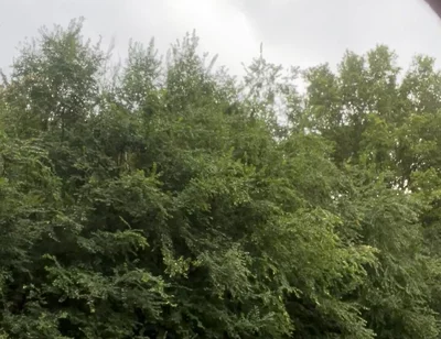 Jerking in the Woods