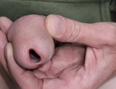 Urethral Toys and Gaping Pee Hole While Urinating