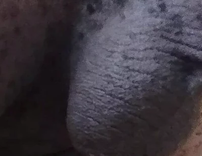 Come See My Hairy Huge Balls