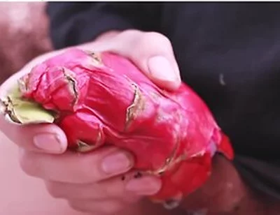 I Was So Horny I Fucked A Dragon Fruit