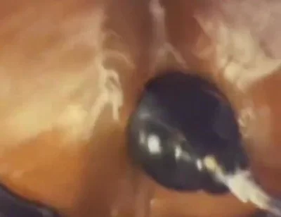 Pissy Piggy