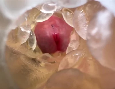 Huge Creampie with Internal View While Fucking Fleshlight, Moaning and Dirty Talking