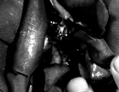 Hand Fetish - My Hands Destroying Flowers and Fruit