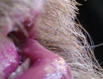 Kissing, Spitting on and Fucking My Stunt Mouth