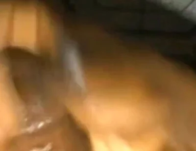 Solo Dick Massage Intense Cumshot