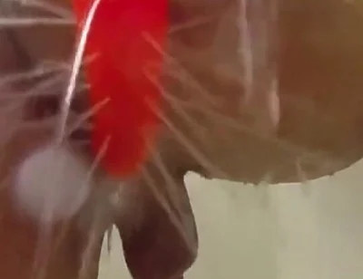 Using a Shower Spray Dildo