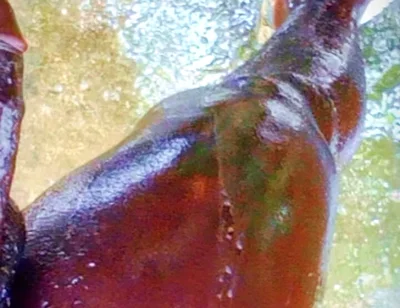 A Huge Dick Ready for Your Ass and Pussy