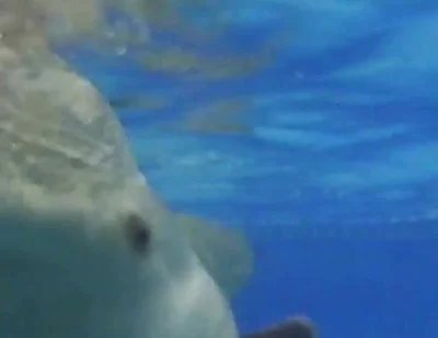 Indoor Public Pool Solo Uncut Nude Fit Man Swimming