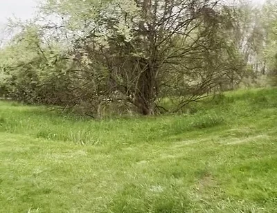 Jockstrap Park Tease: Muscular Asian Hunk Flexes, Fucks the Grass & Explodes in Cum