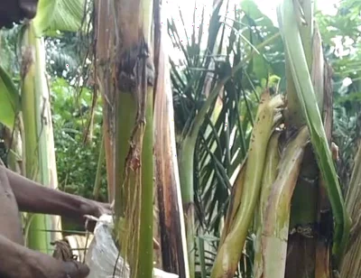 Man All Alone in the Forest and Make the Plantain Tree Is Wife and Fuck on It