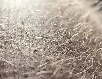 Ginger Fur