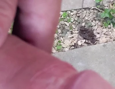 Big Uncut Cock Close up Outdoor Masturbation Wearing Denim Shorts - Rockardglans