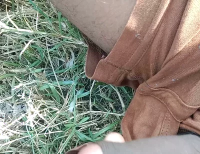 Desi Cock