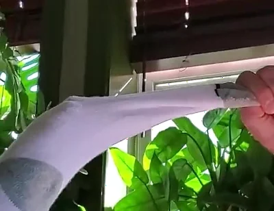 Bear Jerks off in White Sox with Some Help From BBC