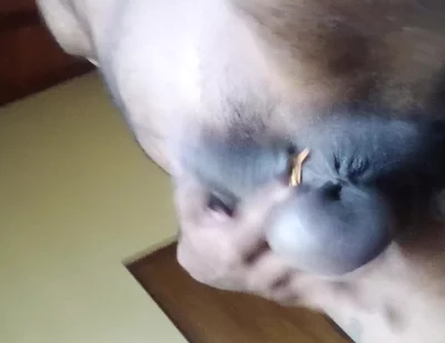 Uncut Cock an Balls Pressure Ring Swing