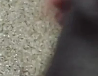 Lungi Hariy Cock Cum Licking Show