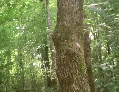 Once Again in the Forest