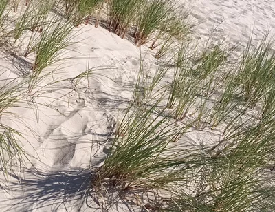 Hot Dilf Nude Beach Big Cock Showing off in the Dunes - Rockardglans