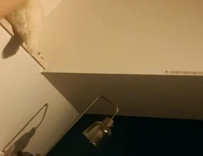 Trying the New Lights