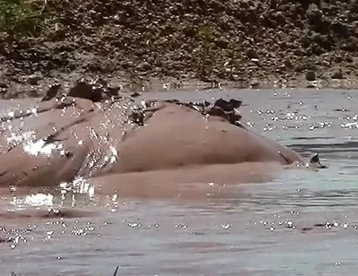 Deep, Creamy Brown Mud Bath in a Sand Pit
