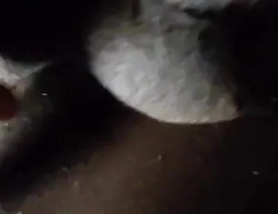 Spit on Your Genitals and Move and Ejaculate