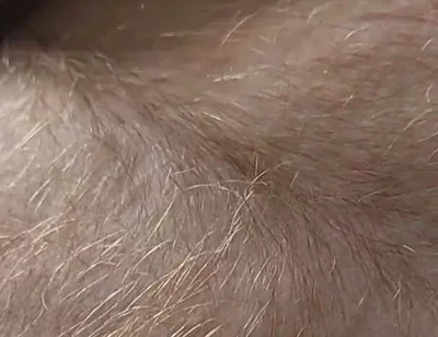 Anybody Want to Run Their Hands Over My Hairy Ginger Chest and Belly?