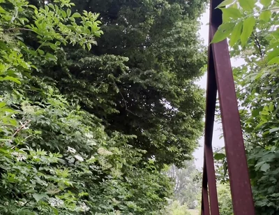 Netherland Guy Dared Strips and Walks Naked in the Park Candid