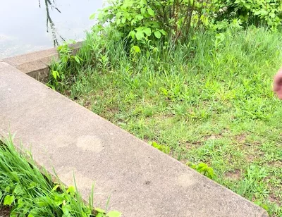 Naked Asian Muscle God Walks the Park Bare - Flexes Hard & Cums Huge