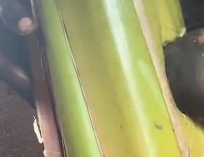 Best Plantain Tree Fucking Cumin Amateur
