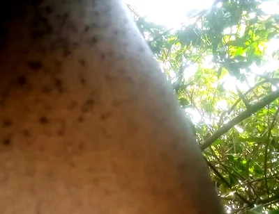 Travel bush