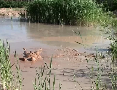 A Short Exploration of a New Mud Lake