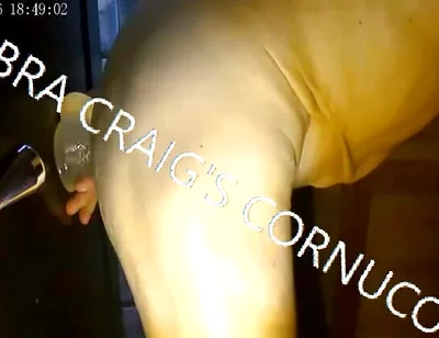 7-19-2026 Take It Fuckin Easy Cobra