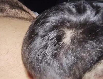 Suck My Fat Pig's Dick