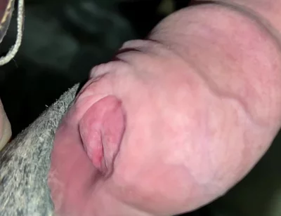 Close up Uncut Handsfree Cumshot After Hose Suction
