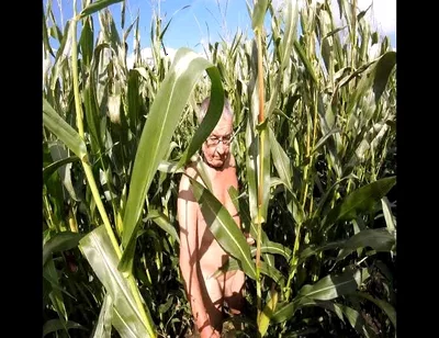 Maize Walk