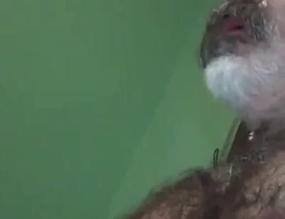 Loboibérico & Daddy Chris Barebacks a Fag