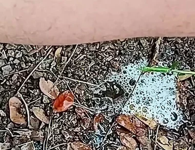 Compilation Pisses Urine by Master David